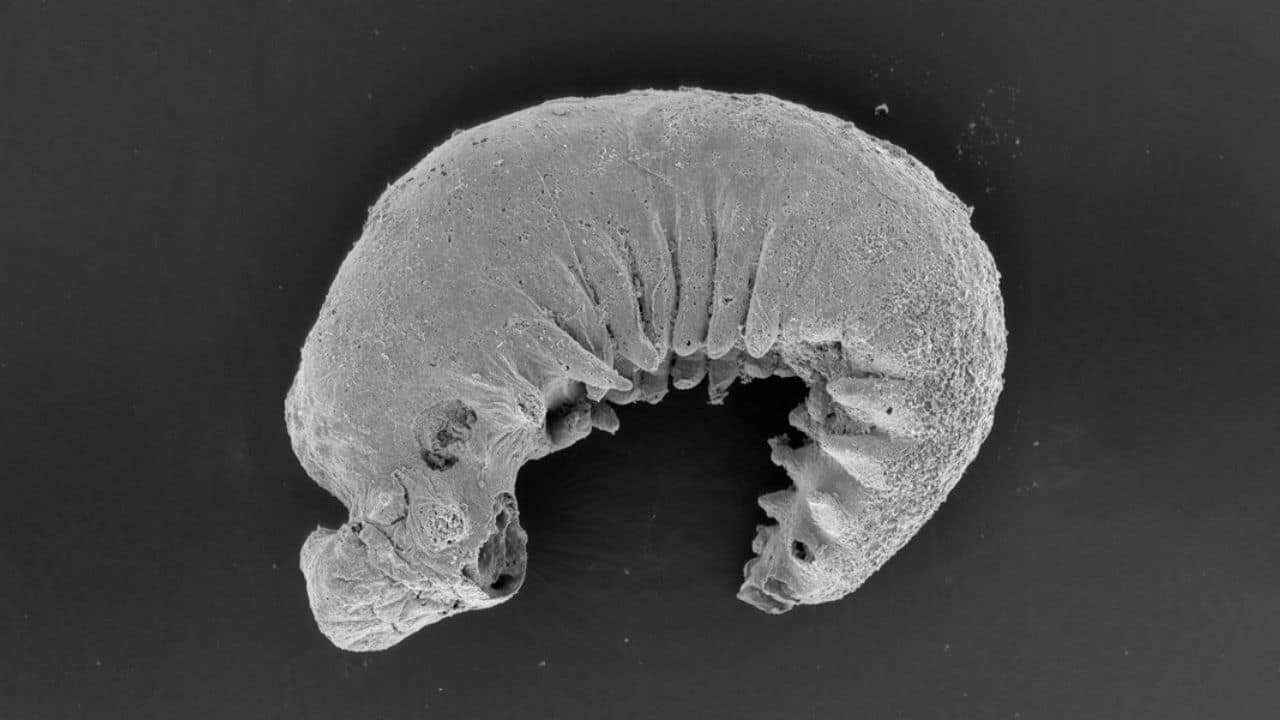 520-million-year-old Cambrian larva fossil preserves brain, nerves and gut in astonishing detail