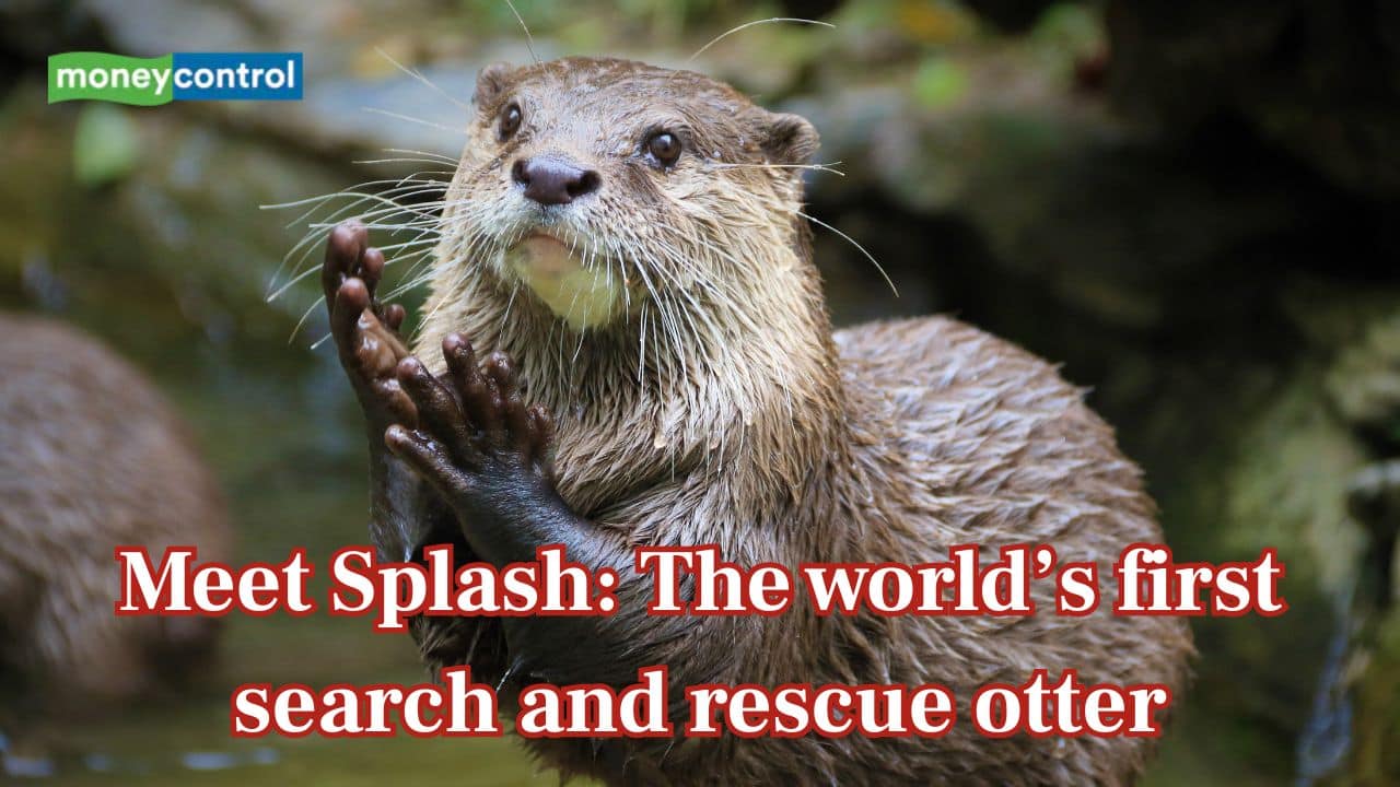 Meet Splash: The world’s first search and rescue otter