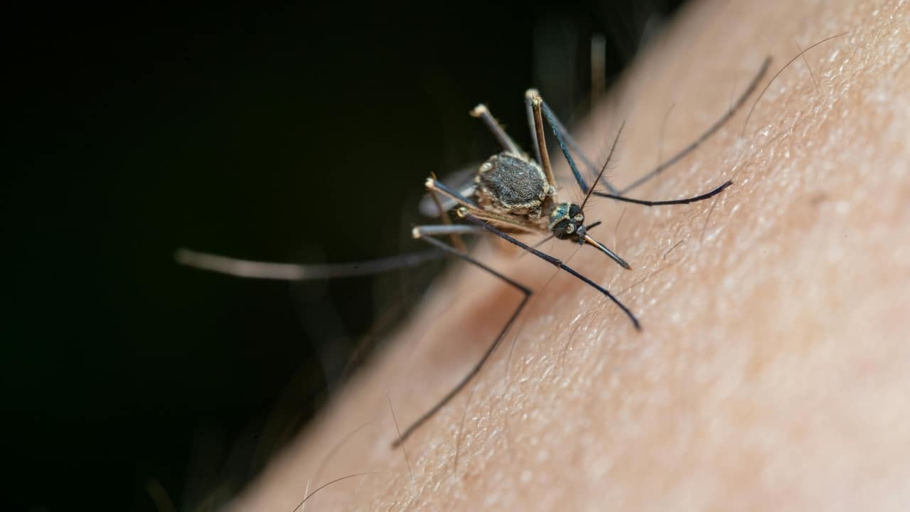 Dengue prevention: How to make natural mosquito repellents work?