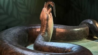 This is the largest snake fossil ever discovered, find out how huge it was