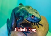 From goliath to chilean giant: 10 largest frogs in the world
