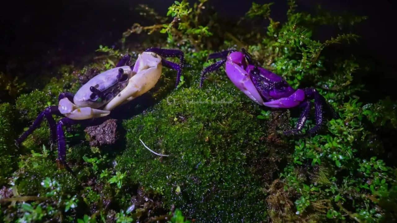 Rare purple-and-white panda crabs found in Thailand’s Kaeng Krachan