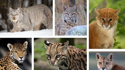6 Wild Cat Species Found in North America
