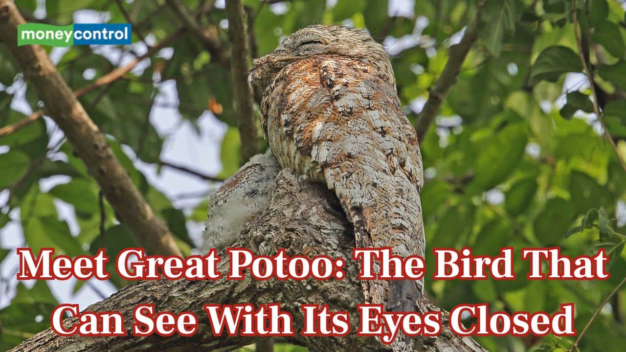 Meet the Potoo Bird: The master of camouflage that disappears in plain sight