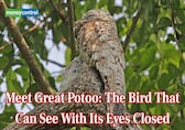 Meet the Potoo Bird: The master of camouflage that disappears in plain sight