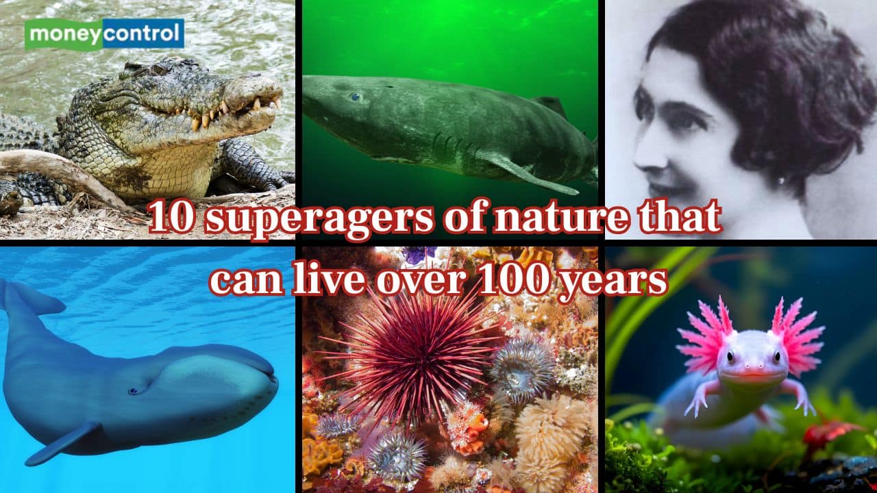 From Saltwater Crocodiles to Red Sea Urchins: 10 superagers of nature that can live over 100 years