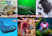 From Saltwater Crocodiles to Red Sea Urchins: 10 superagers of nature that can live over 100 years