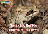 Meet the frog that almost 'dies' each winter by freezing solid but comes back to life each spring