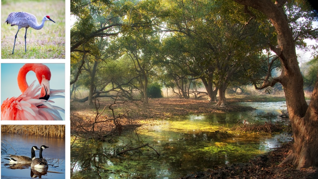 From Siberian Crane to Flamingo: 10 Best Wildlife Parks in India To Watch Migratory Birds