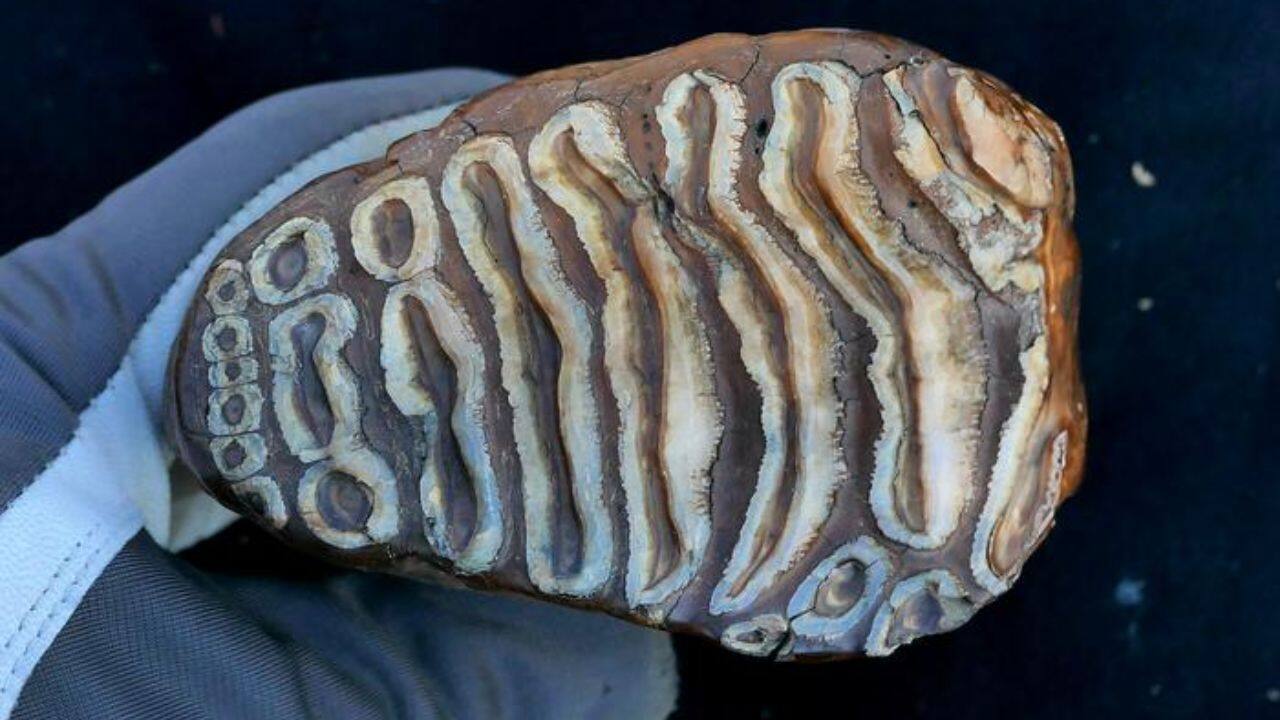 Million-year-old host microbes found in ancient mammoth remains