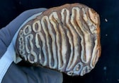 Million-year-old host microbes found in ancient mammoth remains