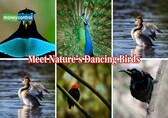 From red-capped manakins to laysan albatrosses: Meet the 10 dancing birds of nature