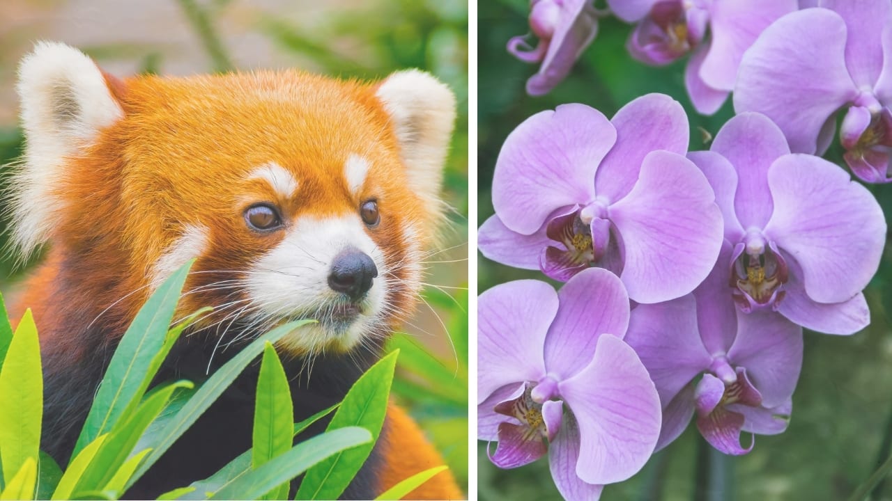From Red Pandas to Wild Orchids: 9 Rare Species That Make Indian Mountains Magical