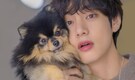 BTS' Kim Taehyung aka V remembers late pet Yeontan during emotional live session