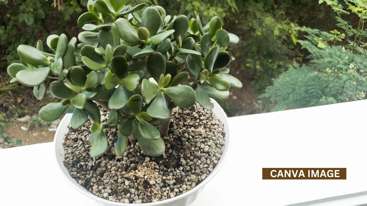 South-East Direction: The south-east direction is linked to prosperity. Keeping a jade plant here boosts income, financial stability, and investments. A red or golden pot enhances luck.