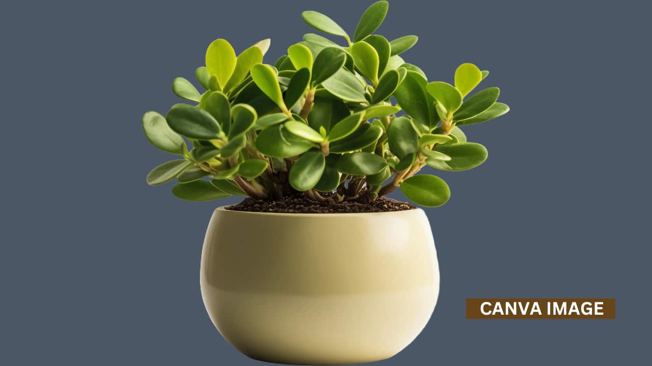 Living Room: A jade plant in the living room spreads harmony, positivity, and balance. It strengthens family bonds and creates a welcoming vibe for guests.