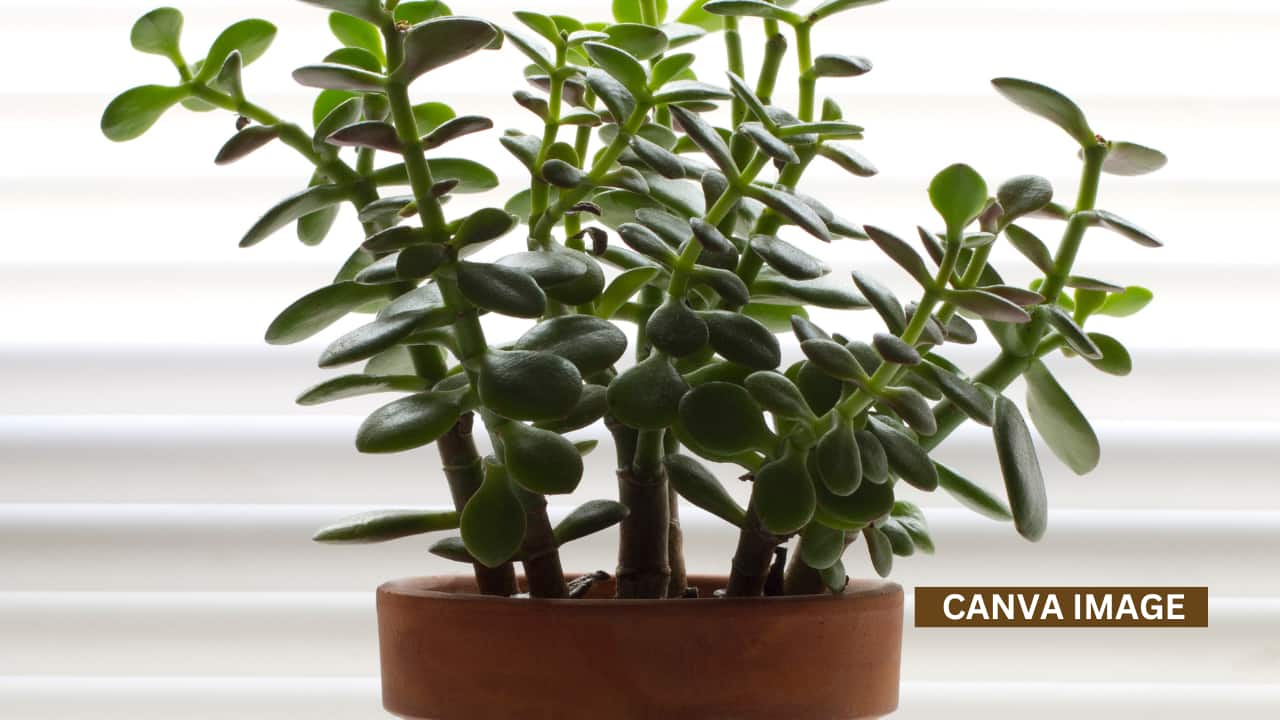 Bedroom: Avoid placing a jade plant in the bedroom, as it can disturb the flow of money and weaken positive energy.