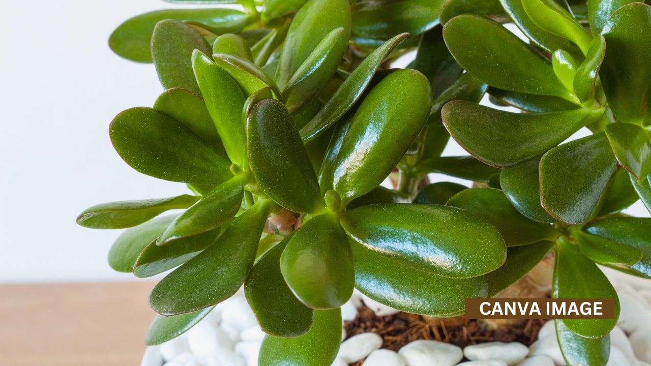 Kitchen: Do not place a jade plant in the kitchen. Heat and moisture affect its energy and slow down growth.