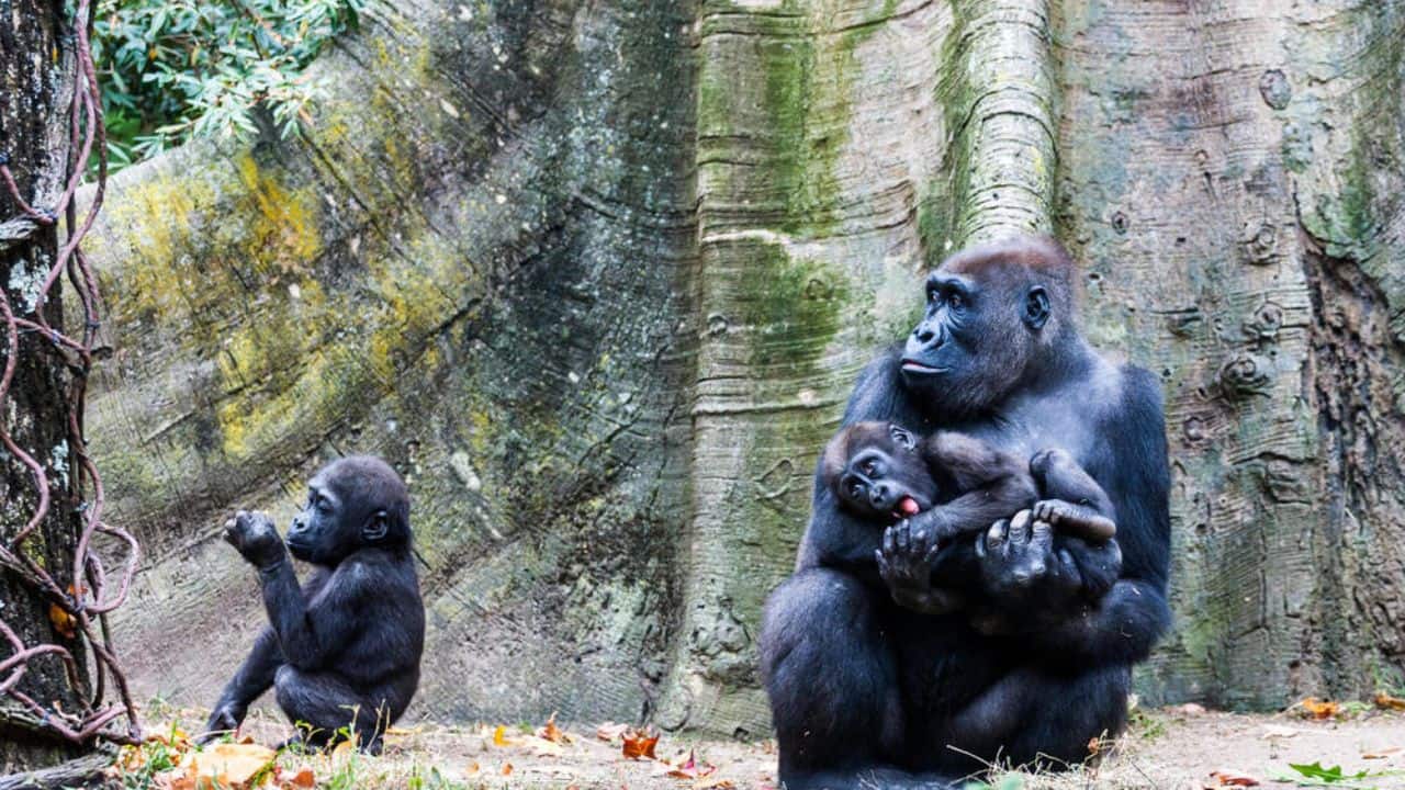 Meet the World’s Rarest Gorilla: So rare, you may spot it only in these remote forests