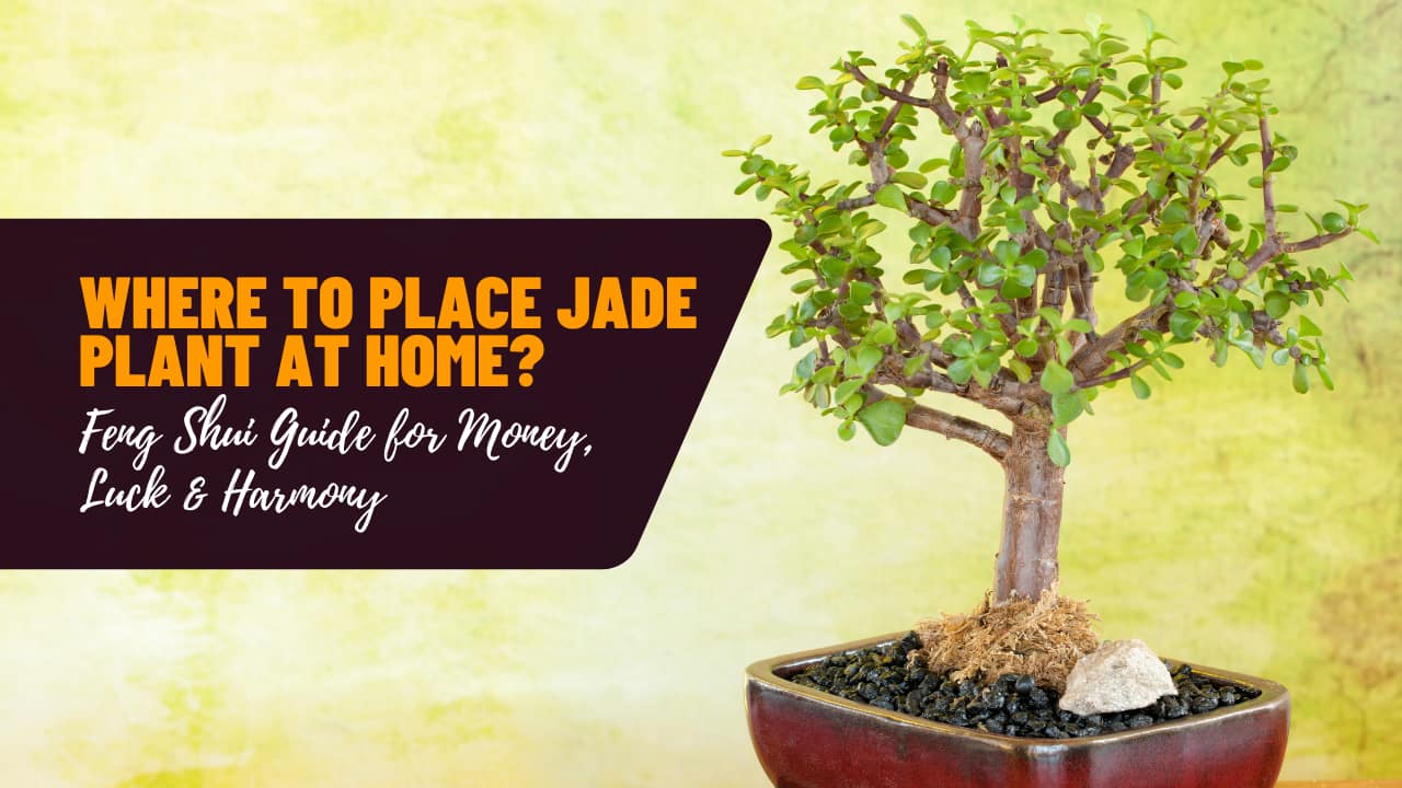 Where to Place Jade Plant at Home? Feng Shui Guide for Money, Luck &amp; Harmony