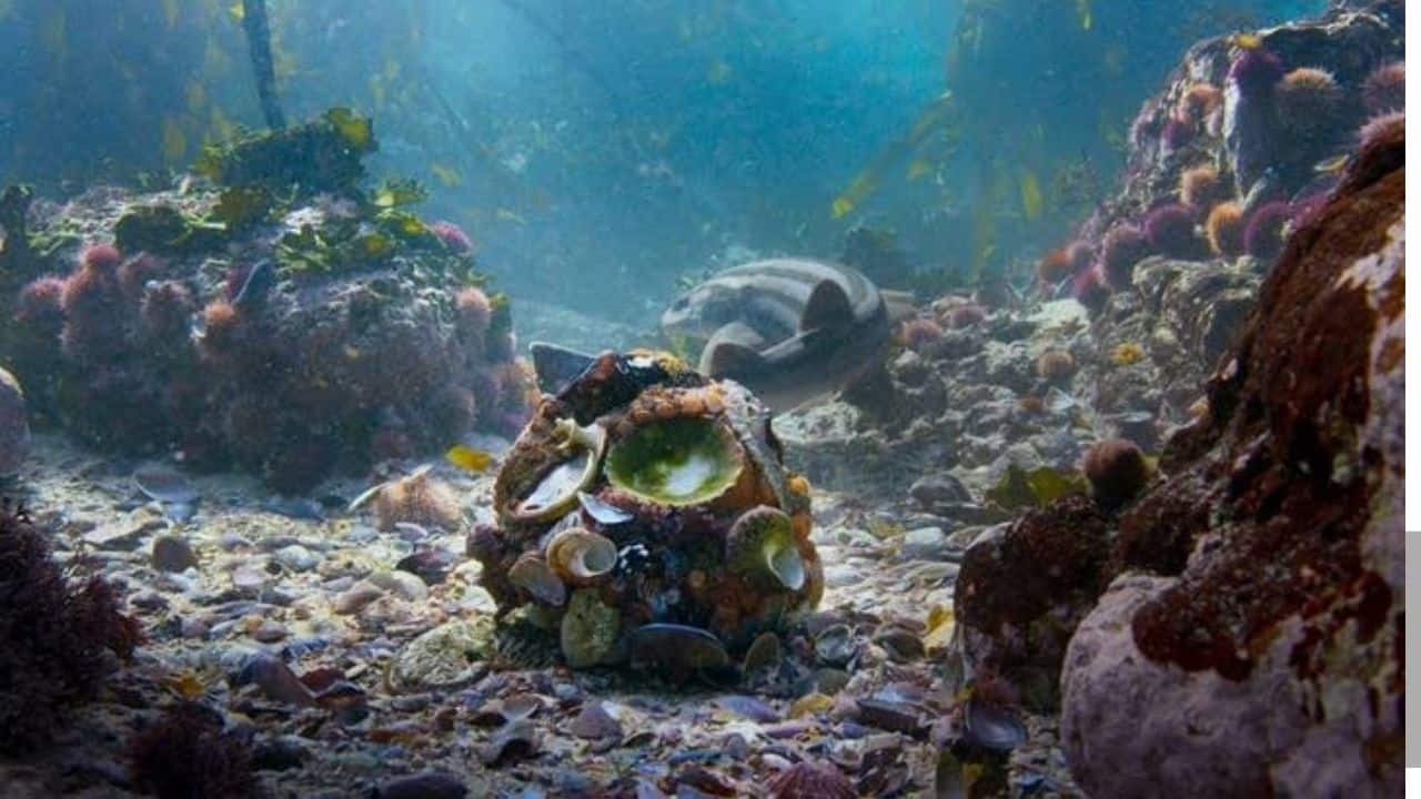 Scientists Discover Octlantis: Octopuses’ mysterious underwater city where they build homes and neighbours