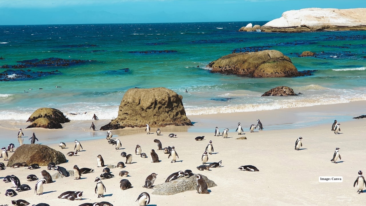 3. Boulders Beach, South Africa Near Cape Town, Boulders Beach is more than stunning—it’s home to a colony of African penguins. These tuxedoed locals waddle along soft white sand, giving this sheltered bay charm like nowhere else on earth. (Image: canva)
