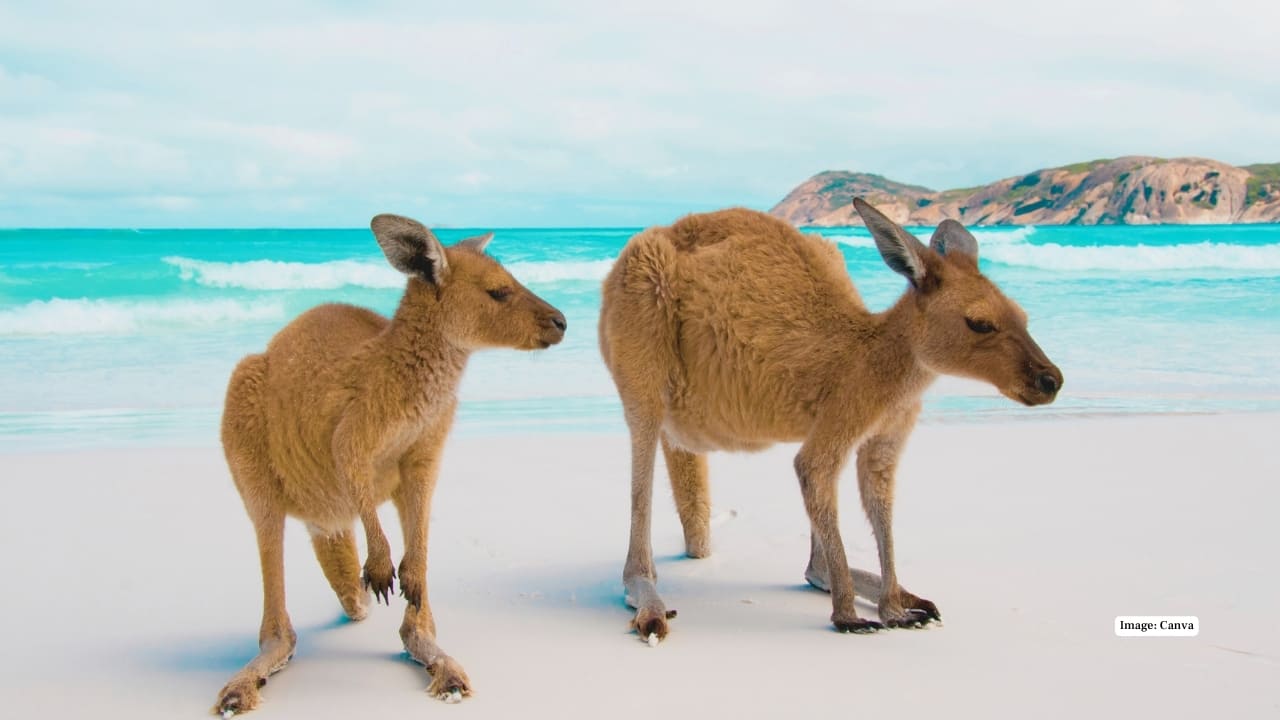 13. Lucky Bay, Australia Australia’s Lucky Bay lives up to its name—home to pure white sand, turquoise seas, and kangaroos lounging on the shore. It’s a rare place where wildlife, wilderness, and postcard beauty come together seamlessly. (Image: canva)