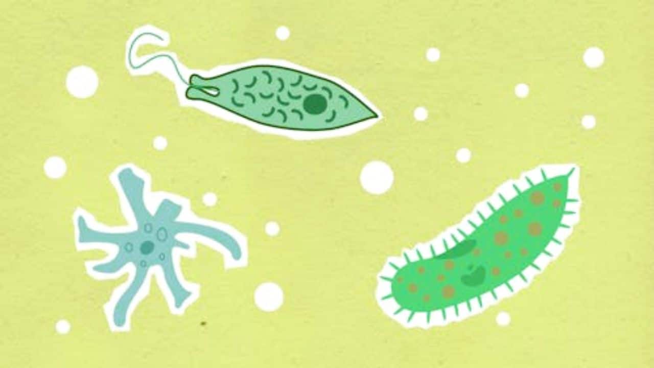 Kerala's deadly brain-eating amoeba outbreak claims 6th victim in a month Kerala's deadly brain-eating amoeba outbreak claims 6th victim in a month