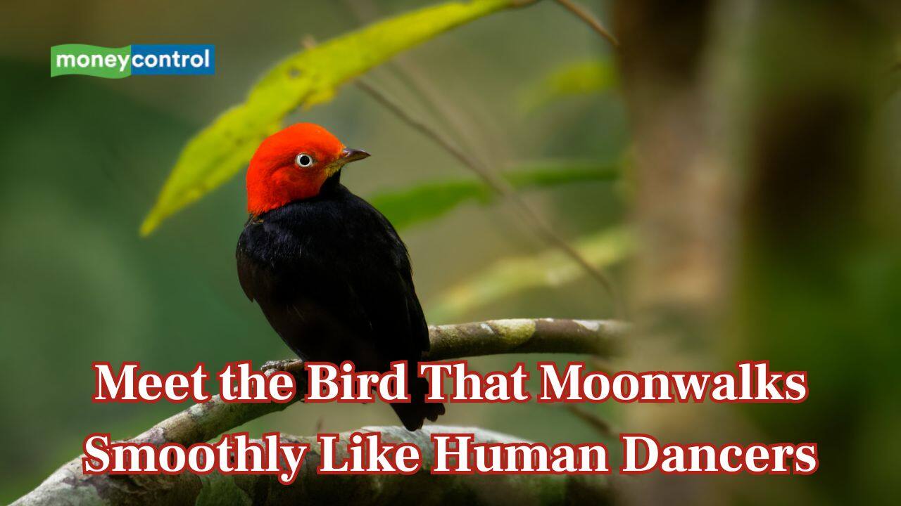 Meet the bird that moonwalks smoothly like human dancers – Watch video here