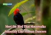 Meet the bird that moonwalks smoothly like human dancers – Watch video here