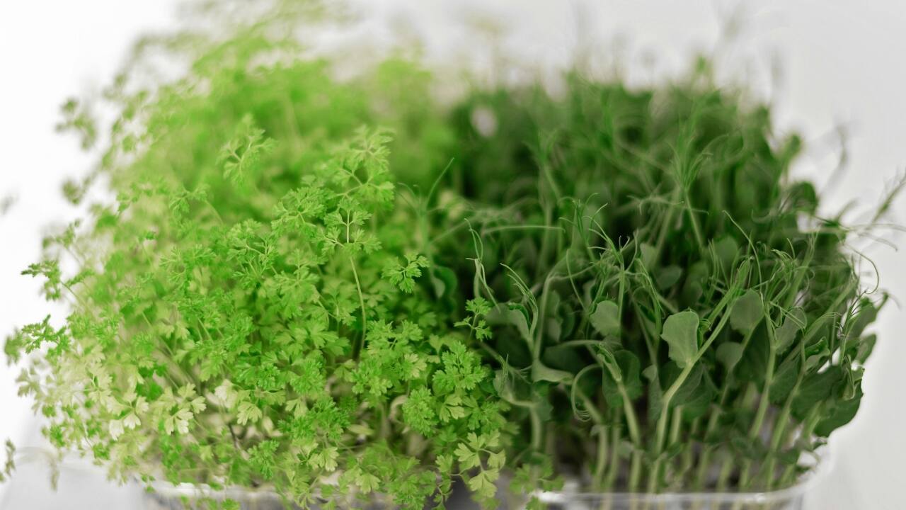 Microgreens and nutrition: Why you should add these healthy leaves and stems to your daily diet