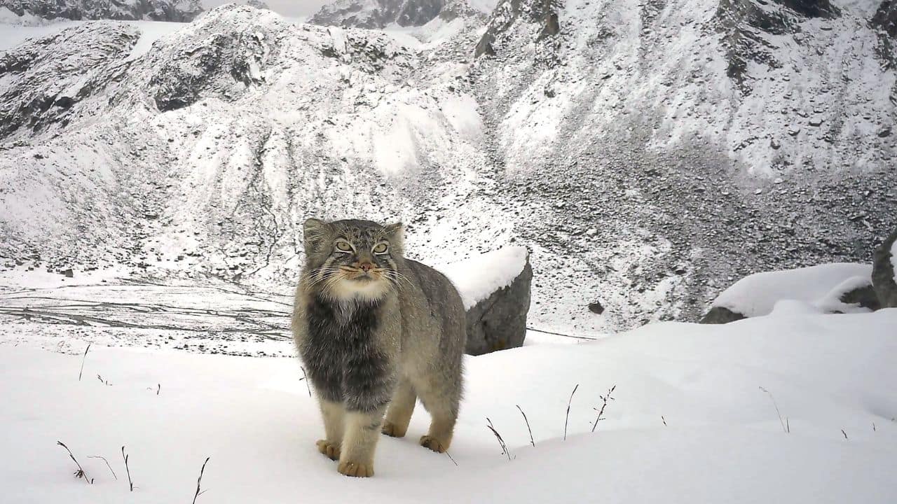 Rare Pallas’s Cat and five other wild cats photographed above 4,200 metres in Arunachal Pradesh