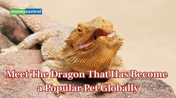 Meet The Dragon That Has Become a Popular Pet Globally (Image: Canva)