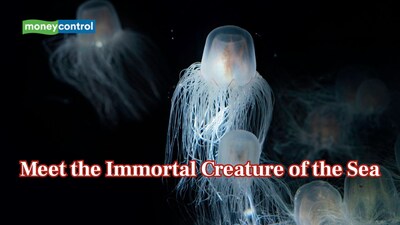 Meet the Immortal Jellyfish: The creature of the sea that never dies and can rewind its life infinitely