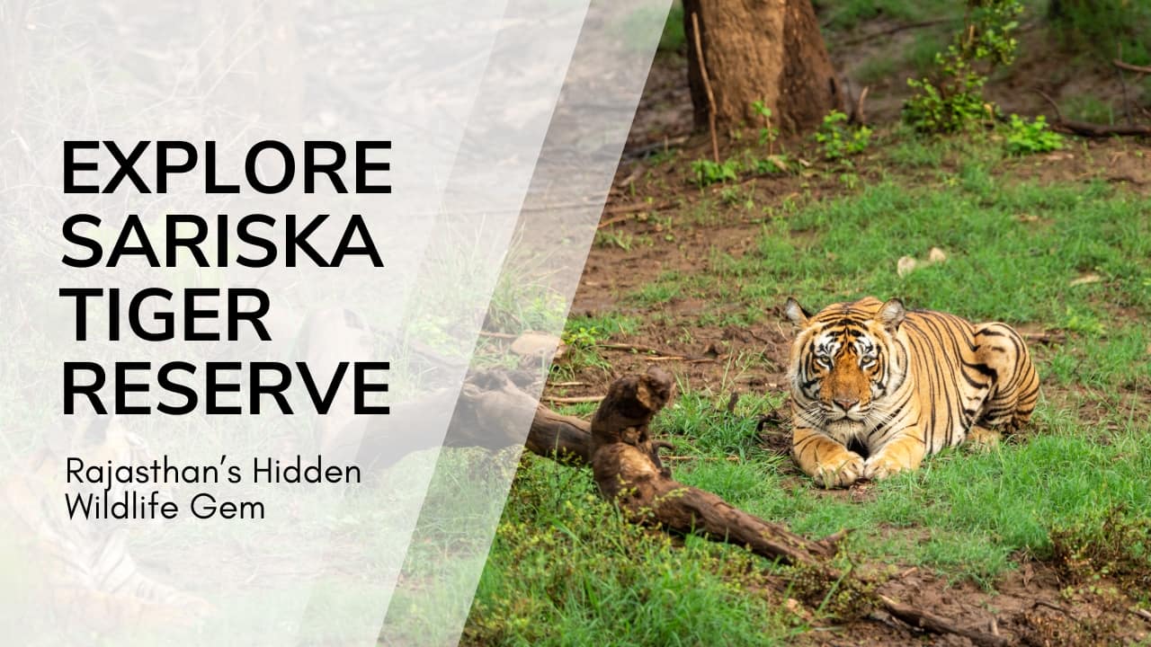 Your Ultimate Guide to Sariska Tiger Reserve – Rajasthan’s Hidden Wildlife and Heritage Gem