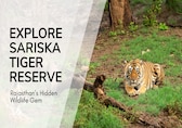 Your Ultimate Guide to Sariska Tiger Reserve – Rajasthan’s Hidden Wildlife and Heritage Gem