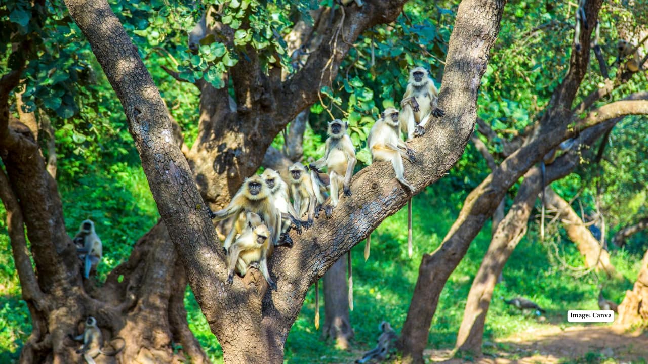 Sariska Tiger Reserve (Image: Cannva)