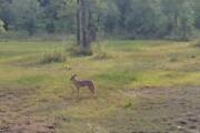 65-year-old strangles jackal with sari in MP, survives attack with 18 bite wounds