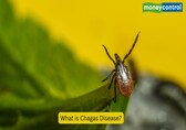 Deadly ‘kissing bug’ disease hits US states; Here’s what it is and how to protect yourself
