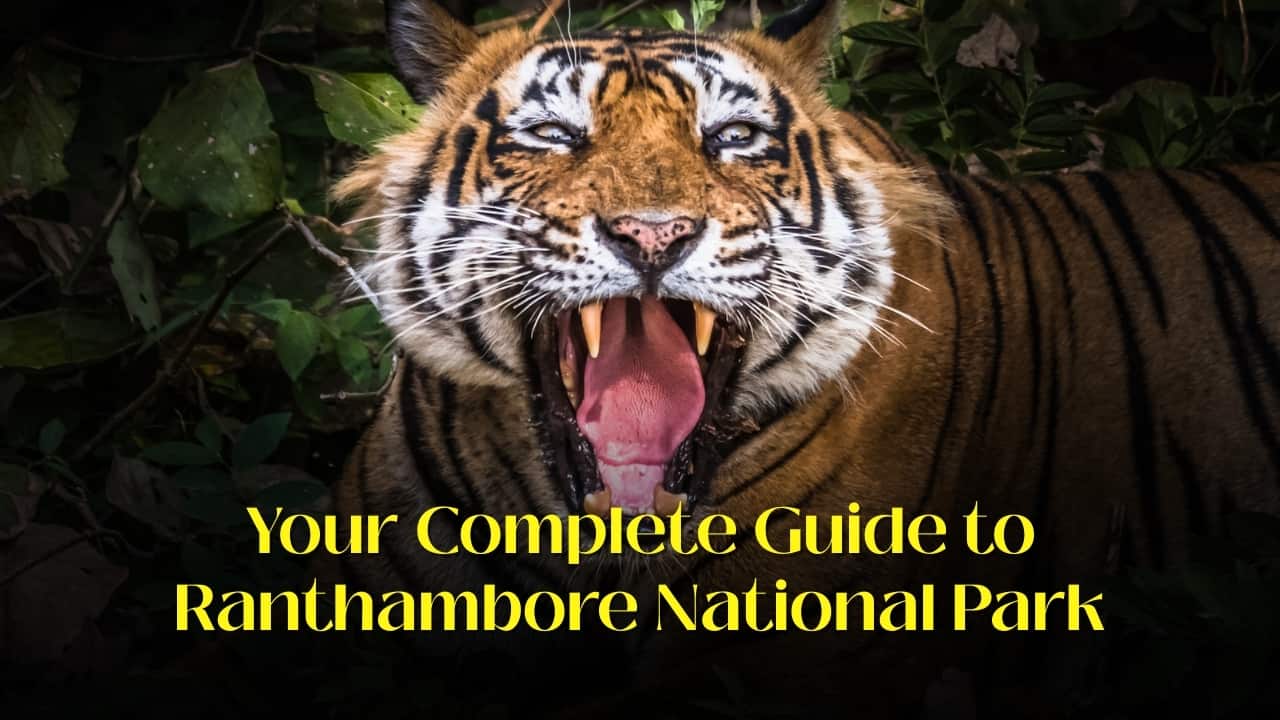 The Ultimate Guide to Explore Ranthambore National Park: Best Time to Visit, Top Sights and Safari Tips