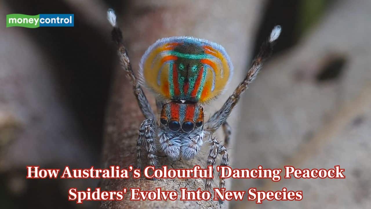 How Australia’s colourful 'dancing peacock spiders' evolve into new species, mystery DNA holds clues