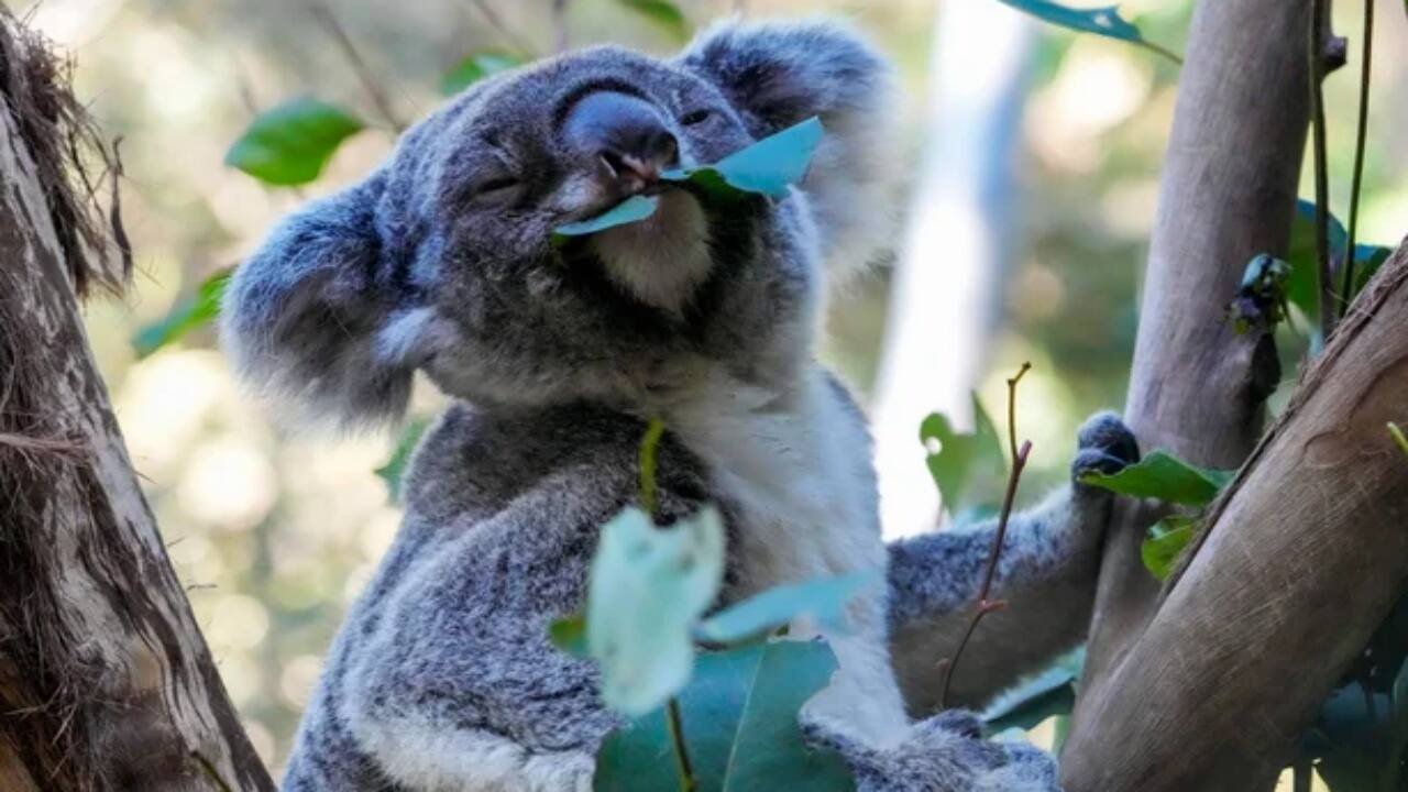 Australia approves world-first vaccine to save koalas from chlamydia