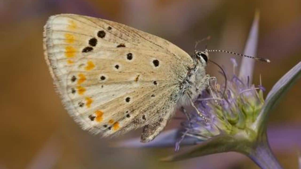 Meet the butterfly with the most chromosomes in the World – Here’s its incredible story