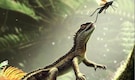 The mysterious origin of lizards uncovered by discovery of new ancient fossil