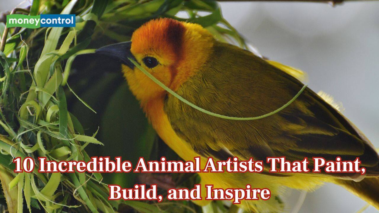 Nature’s Masterpieces: 10 incredible animal artists that paint, build and inspire