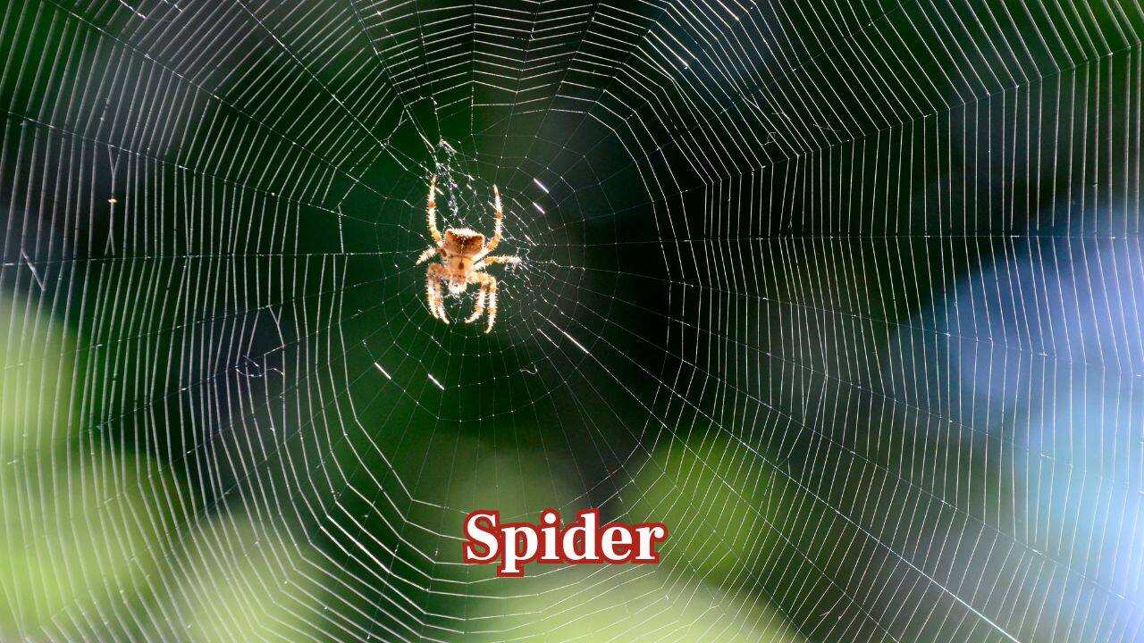 Spider: Orb-weaver spiders spin magnificent, symmetrical webs that serve both as residence and trap, reflecting nature's geometric accuracy. (Image: Canva)