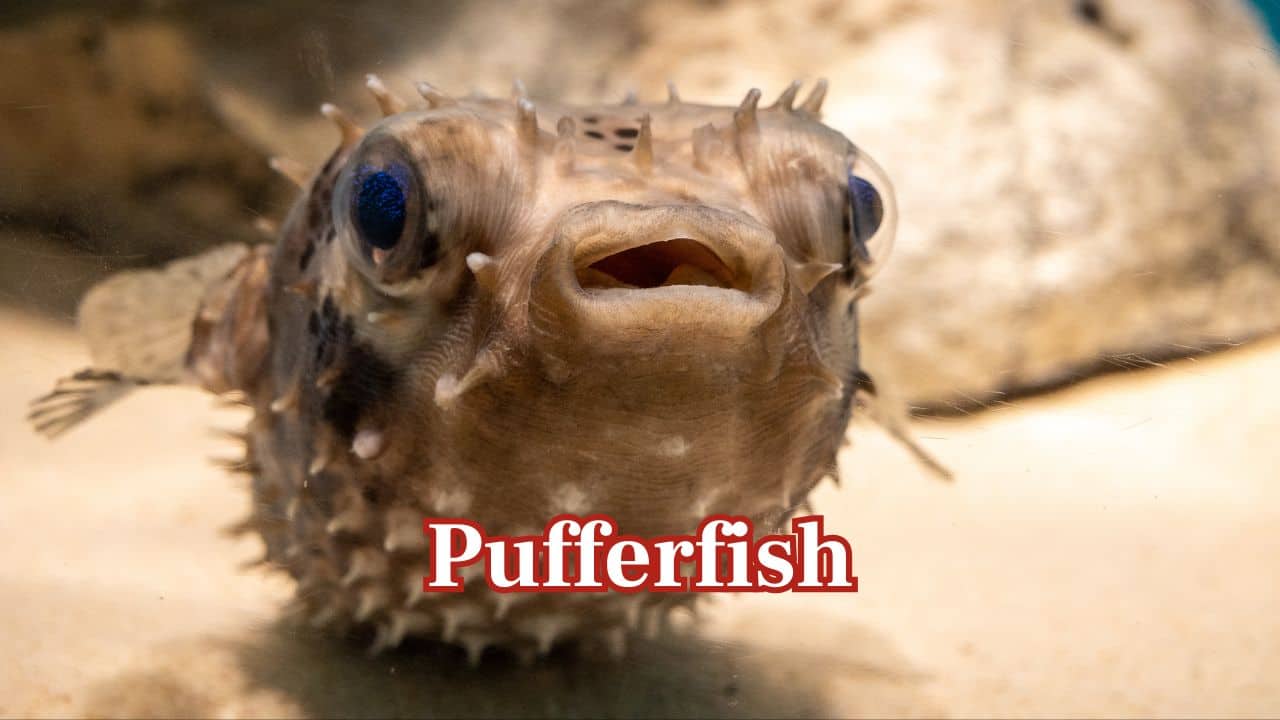 Pufferfish:   Male pufferfish design elaborate patterns of sand on the ocean bed in order to attract females, which look like water sculptures. (Image: Canva)