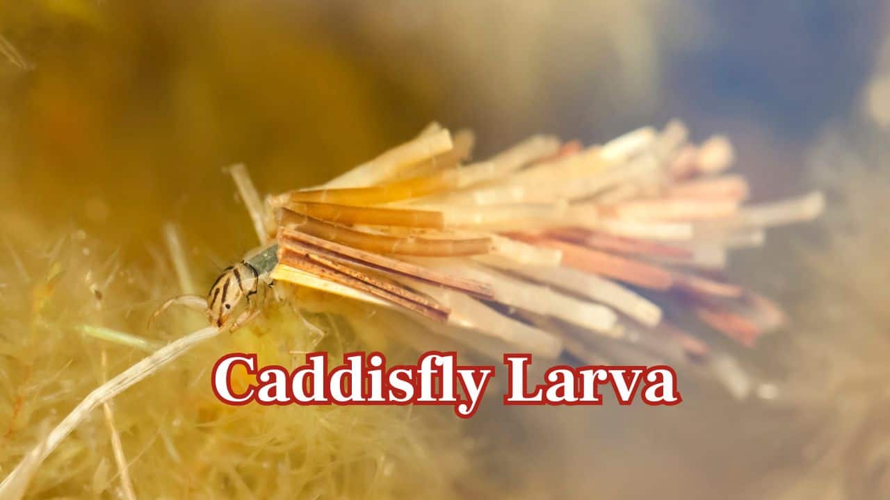 Caddisfly Larva: Caddisfly larvae construct defense cases out of small stones and pieces of vegetation, piecing together their creative and useful shells. (Image: Canva)