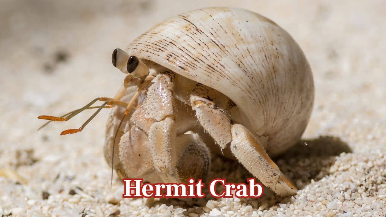 Hermit Crab: Hermit crabs gather shells and adorn them with sea anemones, creating one-of-a-kind and colorful personalized homes.  (Image: Canva)