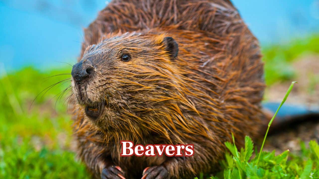 Beavers: Beavers build grand dams and lodges by skillfully layering logs and mud, sculpting the landscape with intent and craftsmanship. (Image: Canva)